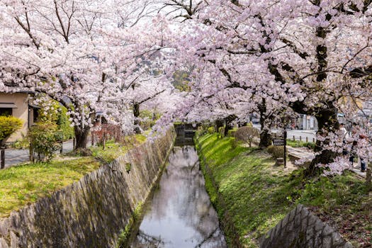 Best Hotels in Kyoto Japan for Cherry Blossom Season